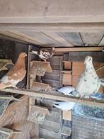 Duiven, Dieren en Toebehoren, Vogels | Duiven, Meerdere dieren, Overige soorten