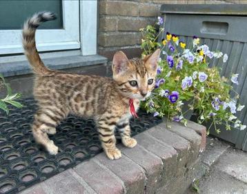 Bengaal kittens | mogen weg | nog 2 beschikbaar beschikbaar voor biedingen