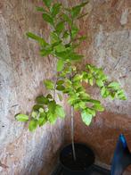 Citroen boom zelf gekweekt uit zaadjes nu 4jaar oud bieden, Ophalen of Verzenden