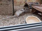 Hele leuke gerbil mannen, Maart, Mannelijk, Overige typen