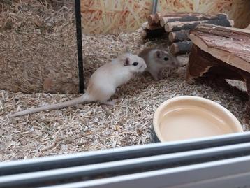 Hele leuke gerbil mannen beschikbaar voor biedingen