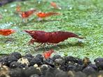 Orange Eyes *HIGH GRADE*  Red Demon neocaridina garnalen, Dieren en Toebehoren, Vissen | Aquariumvissen, Kreeft, Krab of Garnaal