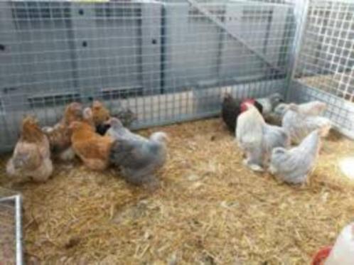 KNUFFELKIPPEN., Dieren en Toebehoren, Pluimvee, Kip, Vrouwelijk