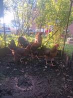 Mooi trio twentse hoen, Meerdere dieren, Kip