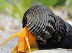 Tylomelania, Sulawesi slak voor aquarium., Dieren en Toebehoren, Slak of Weekdier