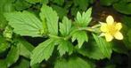 Diverse potten geel NAGELKRUID (geum urbanum) bodembedekker, Tuin en Terras, Ophalen of Verzenden, Zomer, Vaste plant, Overige soorten