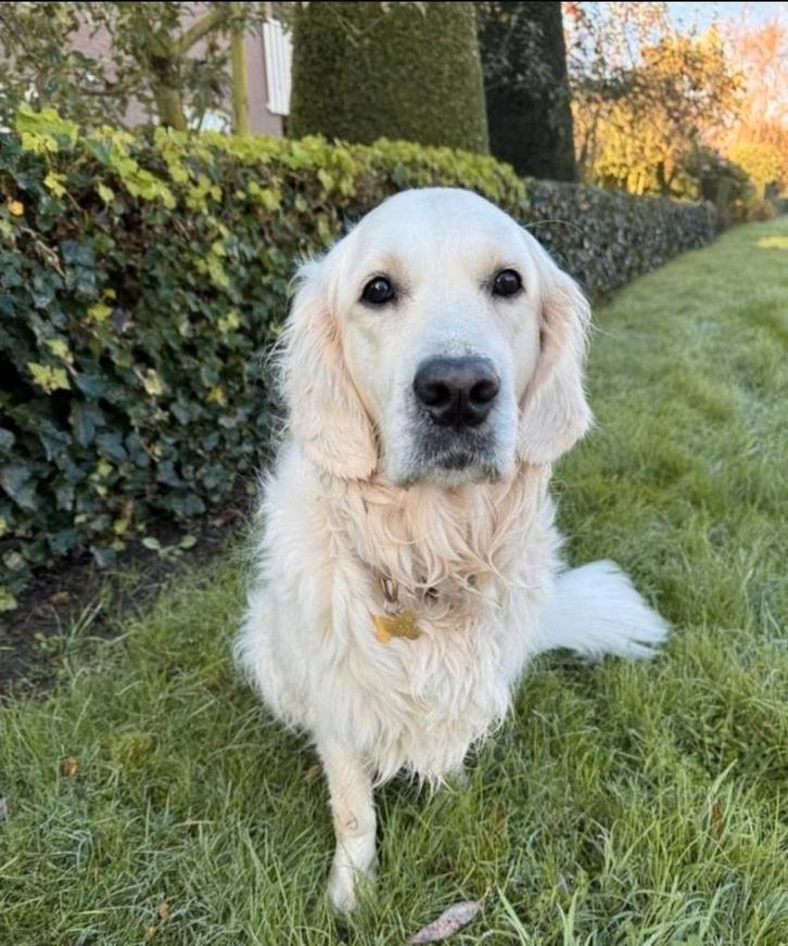 Dieren oppasen & uitlaten, Dieren en Toebehoren, Honden-accessoires, Ophalen of Verzenden