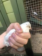 Chinese dwergkwartel hen/haan voor goedkoop, Geslacht onbekend, Overige soorten