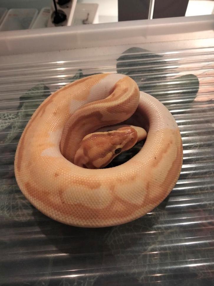 Jonge python regius 0.1