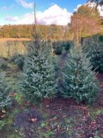 Kerstbomen - omorika., Bloeit niet, Overige soorten, 100 tot 250 cm, Ophalen