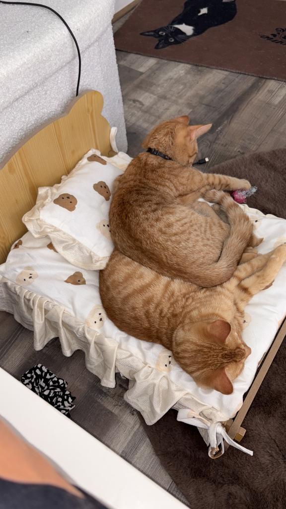 2 rode kittens, Dieren en Toebehoren, Katten en Kittens | Overige Katten, Kortharig, Meerdere dieren, 0 tot 2 jaar