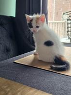 6 kittens te koop, Dieren en Toebehoren, Katten en Kittens | Overige Katten, Meerdere dieren