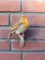 Opgezette vogels, Verzamelen, Ophalen of Verzenden, Zo goed als nieuw, Vogel, Opgezet dier