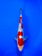 VHQ Tateshita Beni Kumonryu 27-32cm Japanse koi, Dieren en Toebehoren, Vissen | Vijvervissen, Karper of Koi