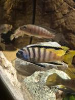 Jonge Mbuna X Multicolor ODB Red Malawi cichliden, Vis