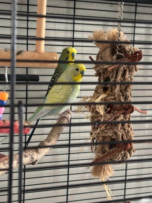 2 parkietjes met grote kooi, Dieren en Toebehoren, Vogels | Parkieten en Papegaaien, Parkiet, Mannelijk