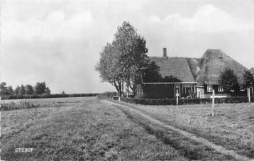 (304-244-035) Stierop beschikbaar voor biedingen