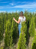 Verschillende soorten coniferen en laurier, Tuin en Terras, Planten | Struiken en Hagen, Ophalen, Laurier, 100 tot 250 cm