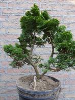 Bonsai: Cham. obtusa 'Nana Gracilis' (Hinokki), Tuin en Terras, Planten | Bomen, Minder dan 100 cm, Overige soorten, Ophalen