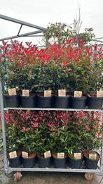 Photinia Carre Rouge, Glansmispel, haagplant, vanaf €6,00, Ophalen, Overige soorten, Minder dan 100 cm
