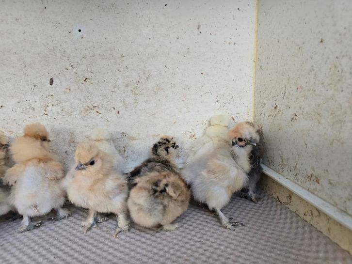 Te koop 100 % raszuivere usa zijdehoenders hennen Dna getest, Dieren en Toebehoren, Pluimvee, Kip, Vrouwelijk