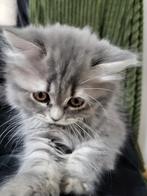Britse langhaar kitten 11weken oud super mooi! Ingeënt poesj, Dieren en Toebehoren, Katten en Kittens | Raskatten | Langhaar, Meerdere dieren