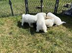 Samojeed pups met stamboom, Rabiës (hondsdolheid), Overige rassen, 8 tot 15 weken, Meerdere