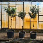 Portugese Laurier op stam, Tuin en Terras, Planten | Bomen, Overige soorten, Lente, 100 tot 250 cm, Ophalen