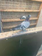 Takla, Dieren en Toebehoren, Meerdere dieren, Overige soorten