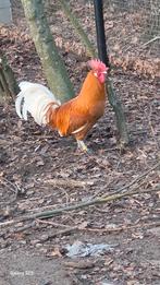 Te koop friese leghoren, Dieren en Toebehoren, Pluimvee, Meerdere dieren, Kip