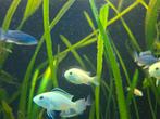 Labidochromis caeruleus malawi, Dieren en Toebehoren, Vis
