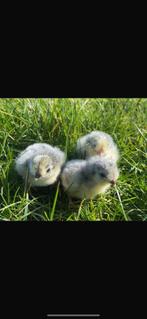 Broedeieren gezocht door heel NL, Dieren en Toebehoren