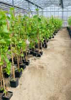 Druivenranken - rank druif druivenplant ruim 220 stuks, Ophalen, Lente, Overige soorten, Volle zon