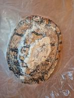 Schildpad schild, Ophalen of Verzenden, Beeldje of Figuurtje