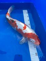 Japanse koi., Dieren en Toebehoren, Vissen | Vijvervissen, Karper of Koi