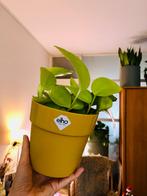 Epipremnum Neon in gele Elhopot, Ophalen of Verzenden, Minder dan 100 cm, Volle zon, In pot