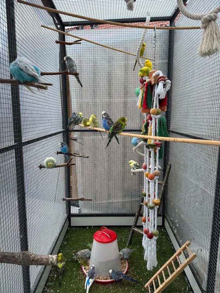 Te koop vogel voliere met vogels, Dieren en Toebehoren, Vogels | Hokken en Kooien, Zo goed als nieuw, Vogelkooi, Hout, Ophalen of Verzenden