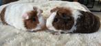 Twee cavia broertjes, Mannelijk, Cavia, Na 1 juli 2024, Tam