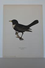 BEFLIJSTER TURDUS TORQUATUS MANNETJE ORIGINELE LITHO VD5, Antiek en Kunst, Kunst | Litho's en Zeefdrukken, Verzenden