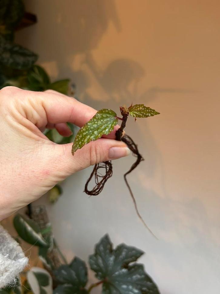 Begonia medora, gewortelde stek met nieuwe groei, Huis en Inrichting, Kamerplanten, Minder dan 100 cm, Halfschaduw, Ophalen of Verzenden