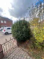 Gratis af te halen: planten, struiken & waterornament, Ophalen, Overige soorten