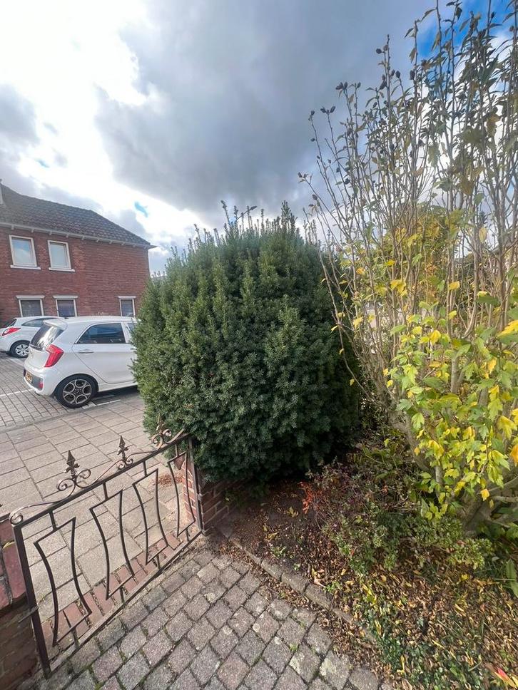 Gratis af te halen: planten, struiken & waterornament, Tuin en Terras, Planten | Struiken en Hagen, Overige soorten, Ophalen