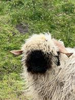 Walliser schwarznase rammen, Dieren en Toebehoren, Mannelijk, Schaap, 0 tot 2 jaar