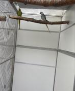 Opaline wkws halsbandparkieten kweekkoppel, Dieren en Toebehoren, Vogels | Parkieten en Papegaaien, Meerdere dieren, Parkiet, Geringd