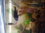 Malawi ciclide jong, Dieren en Toebehoren, Vissen | Aquariumvissen, Vis