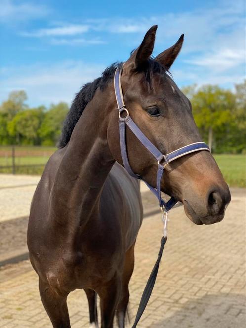 Gezocht: (kleinschalige) pension stal omgeving Breda, Dieren en Toebehoren, Stalling en Weidegang, Stalling, Weidegang, 1 paard of pony