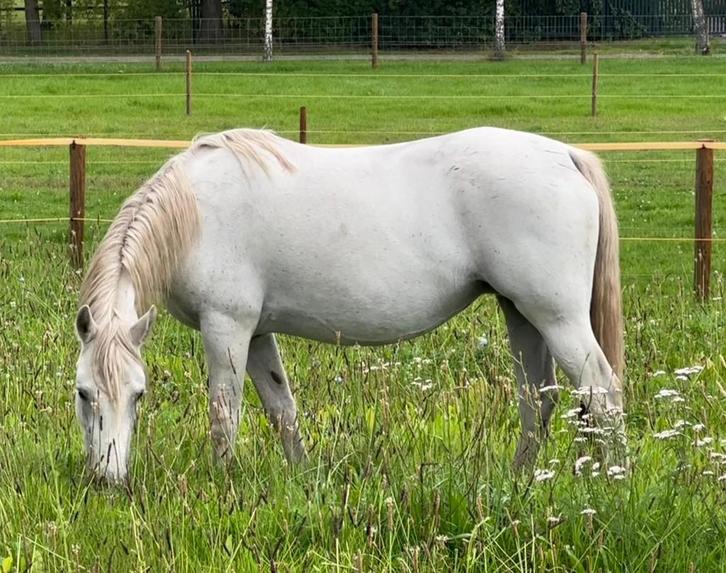Drachtige Connemara D pony, Dieren en Toebehoren, Pony's, Merrie, D pony (1.37m tot 1.48m), Recreatiepony, 7 tot 10 jaar