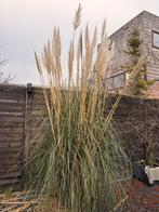 Grote Pampasgras - Volwassen plant in pot (340 cm), Ophalen, Volle zon, Vaste plant, Siergrassen