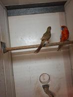 Koppel oranje pennant rosella's, Dieren en Toebehoren, Meerdere dieren, Parkiet, Geringd