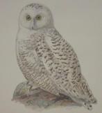 Grote chromolitho - Sneeuwuil - Nyctea Scandiaca - ca.1925, Antiek en Kunst, Ophalen of Verzenden